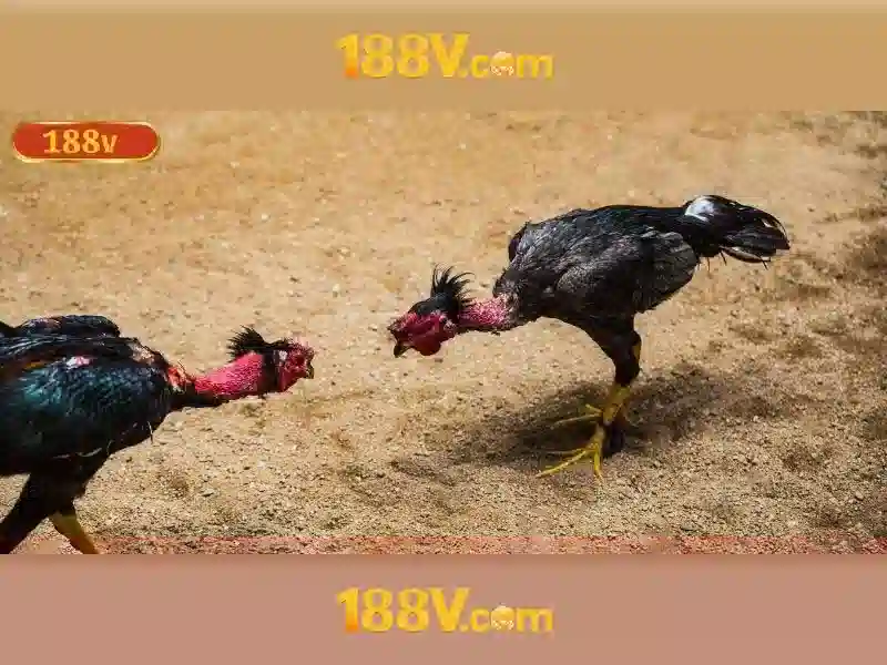Khám phá qua từng miền của 188v