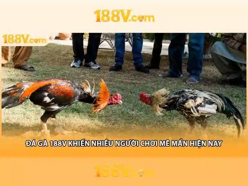 Các sản phẩm và dịch vụ liên quan slot 188v