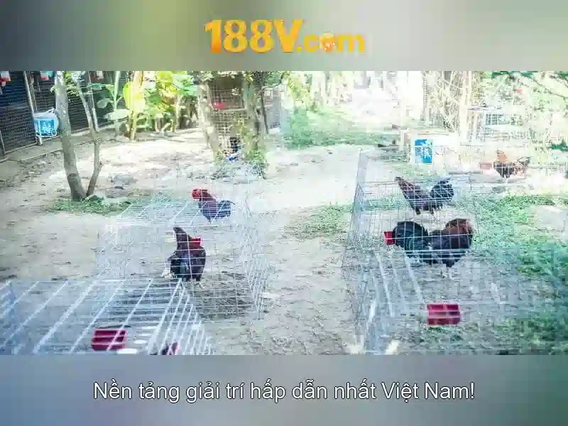 Sản phẩm và dịch vụ chính: ứng dụng thực tế của 188v..com