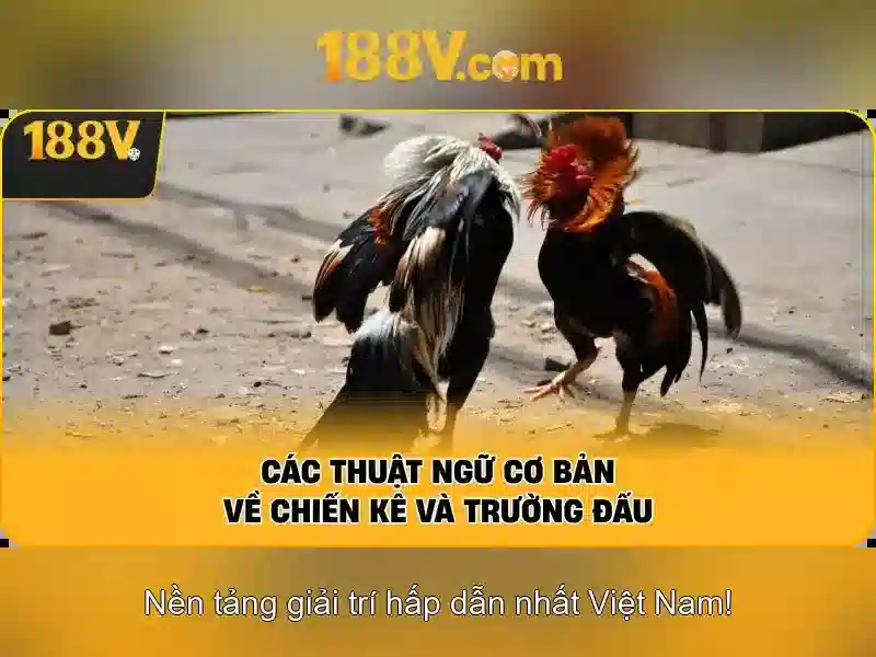 Kết luận về 188v